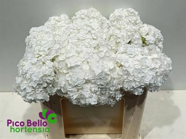 <h4>HYDR M ROYAL HIGHNES</h4>