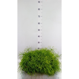 Rhipsalis baccifera 'Oasis'