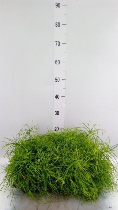 <h4>Rhipsalis baccifera 'Oasis'</h4>