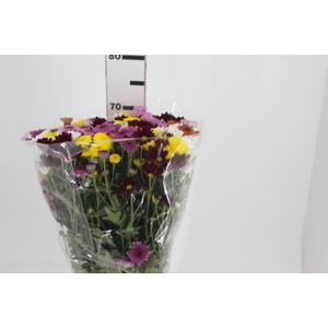 CRISANTEMO SANTINI MISTO 070 CM