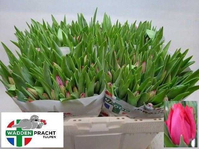 <h4>TU EN FRONTLINE</h4>