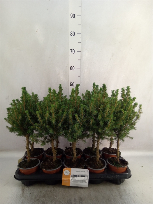 <h4>Picea glauca 'Conica'</h4>