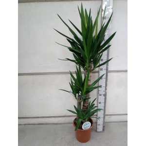 Yucca   ...
