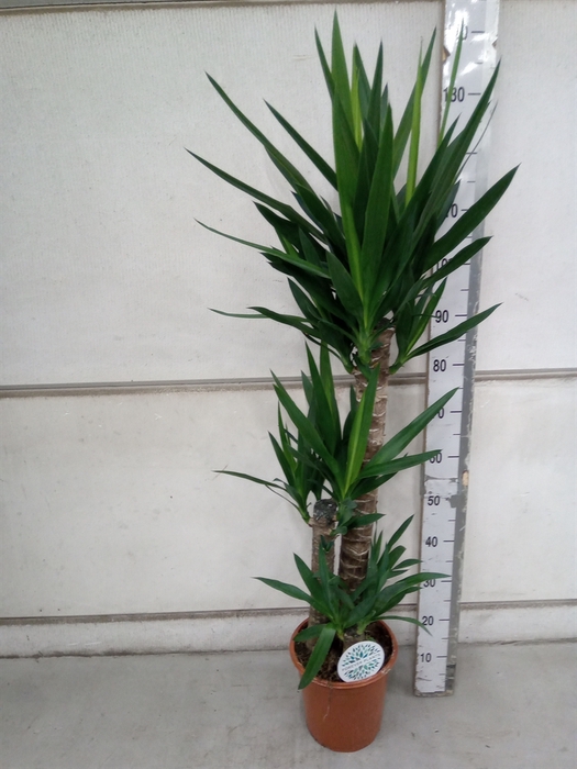 <h4>Yucca   ...</h4>