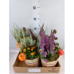 Arr.   Tuinplanten L%