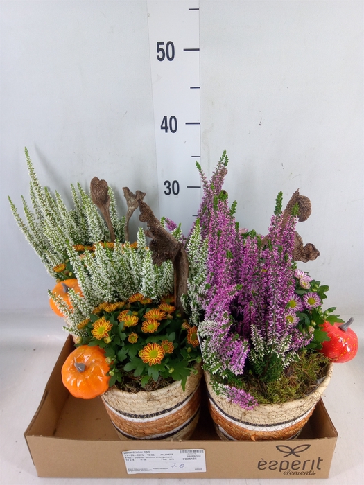 <h4>Arr.   Tuinplanten L%</h4>