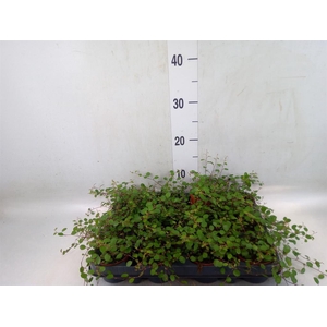 Muehlenbeckia com. 'Mao'ri'
