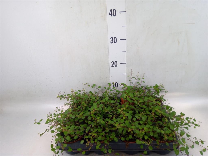 <h4>Muehlenbeckia com. 'Mao'ri'</h4>