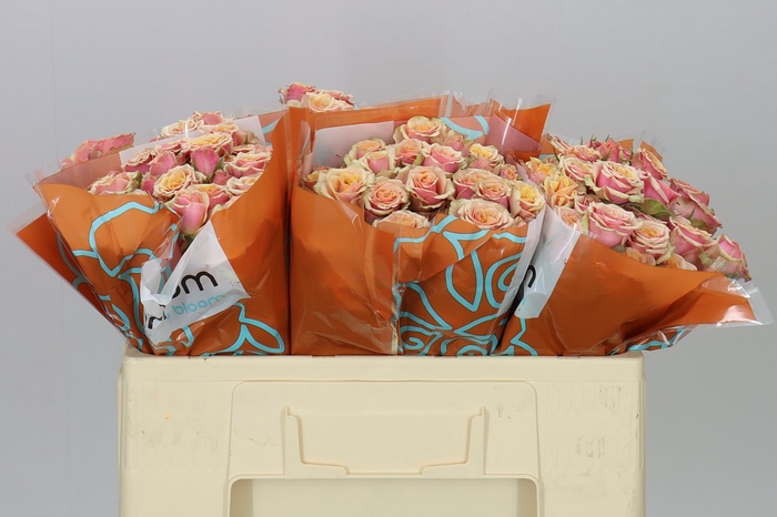 <h4>Rosa Tr Antigua</h4>