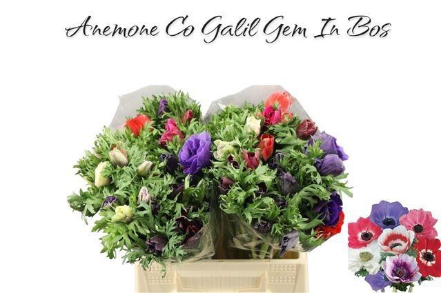 <h4>ANEM GEM BS</h4>