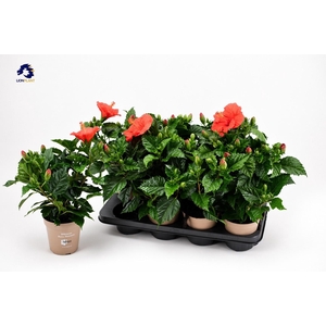 HIBIS SUNNY BORDEAUX