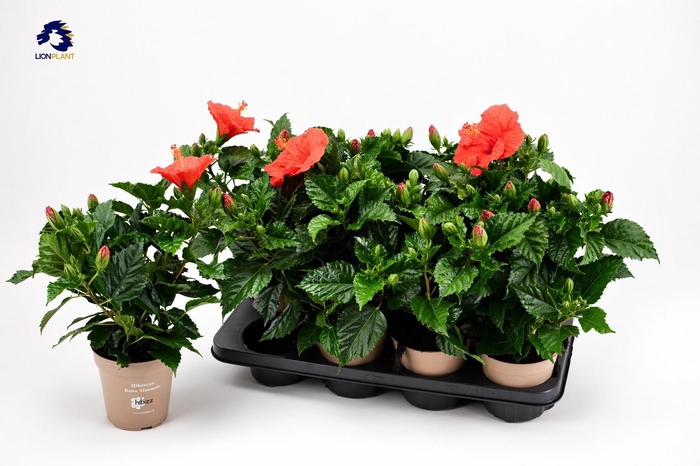 <h4>HIBIS SUNNY BORDEAUX</h4>