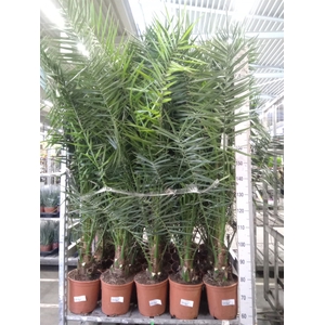 Phoenix canariensis