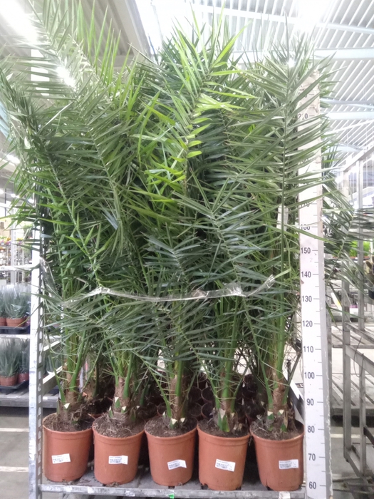 <h4>Phoenix canariensis</h4>