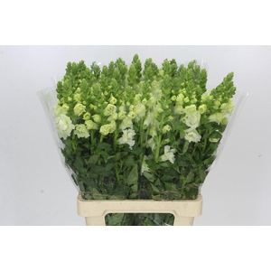 Antirrhinum majus Holly Double White