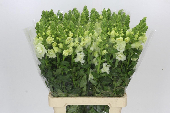 <h4>Antirrhinum majus Holly Double White</h4>