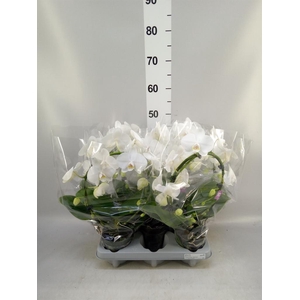 Phalaenopsis   ...white