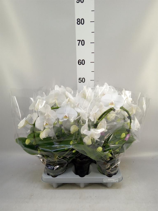 <h4>Phalaenopsis   ...white</h4>