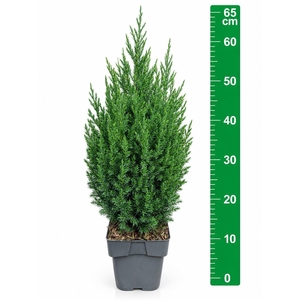 Juniperus chinensis 'Stricta'