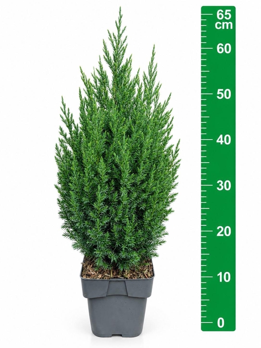 <h4>Juniperus chinensis 'Stricta'</h4>