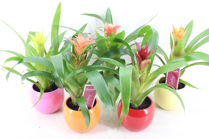 <h4>arr3 ZS - Guzmania bolpot mix</h4>