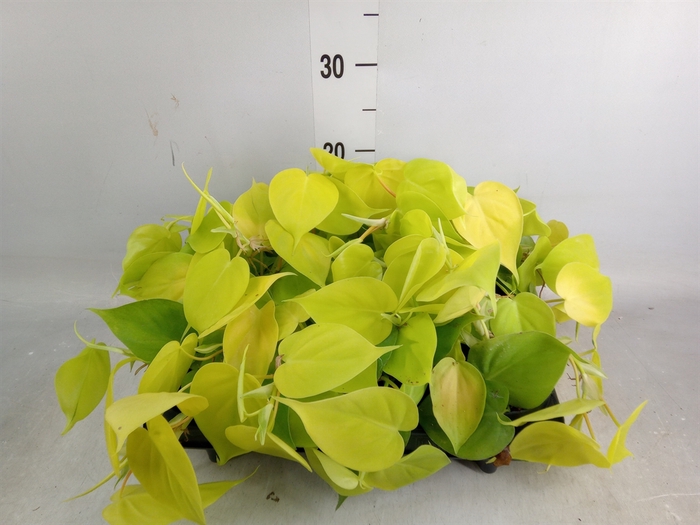 <h4>Philodendron scand. 'Lemon Lime'</h4>