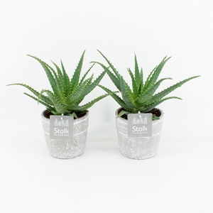 Aloe Arborescens in Stone Look Pot