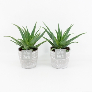 Aloe Arborescens in Stone Look Pot