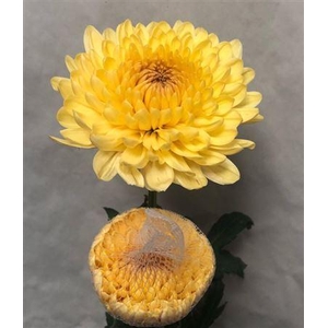 Chrys Pasion De Almendra