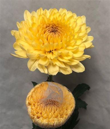 <h4>Chrys Pasion De Almendra</h4>