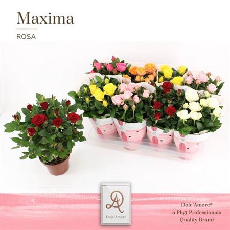 <h4>Rosa Amorosa gemengd</h4>