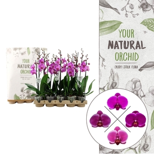 Your Natural Orchid | Eco Purple | Phalaenopsis 2 spike