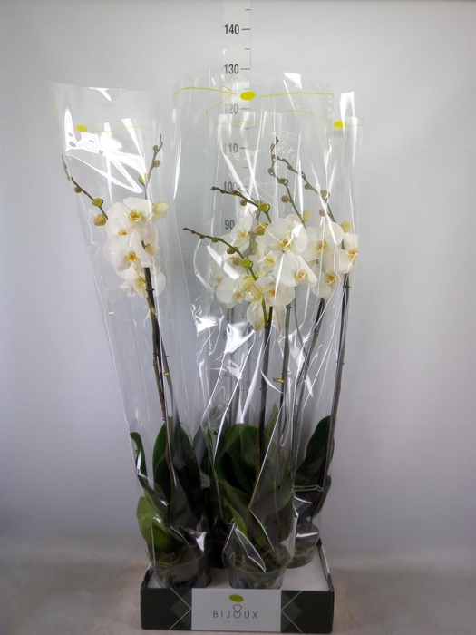 <h4>Phalaenopsis ...white</h4>