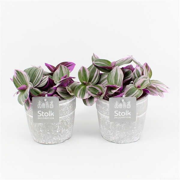 <h4>Tradescantia Nanouk In Stone Look Pot</h4>