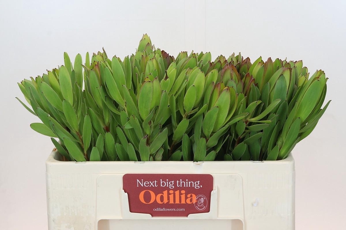 <h4>Leucadendron Goldstrike</h4>