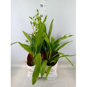 Zygopetalum  'Louisendorf'