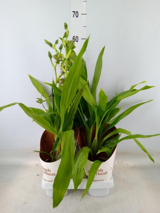 <h4>Zygopetalum  'Louisendorf'</h4>