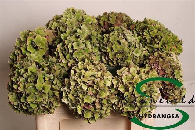 <h4>HYDR M CH RODEO CL</h4>