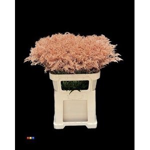 Solidago Copper 80cm