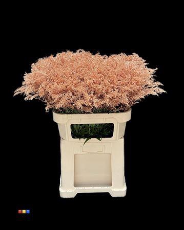 <h4>Solidago Copper 80cm</h4>