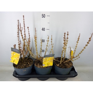 Forsythia intermedia