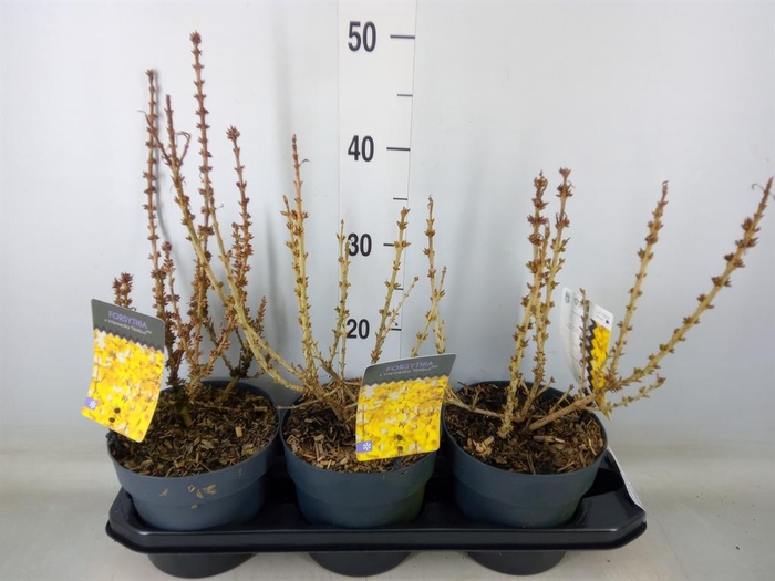 <h4>Forsythia intermedia</h4>