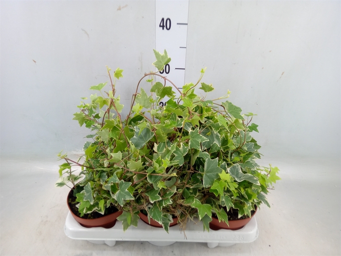 <h4>Hedera helix 'Eva'</h4>