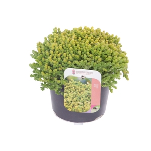 Sedum acre