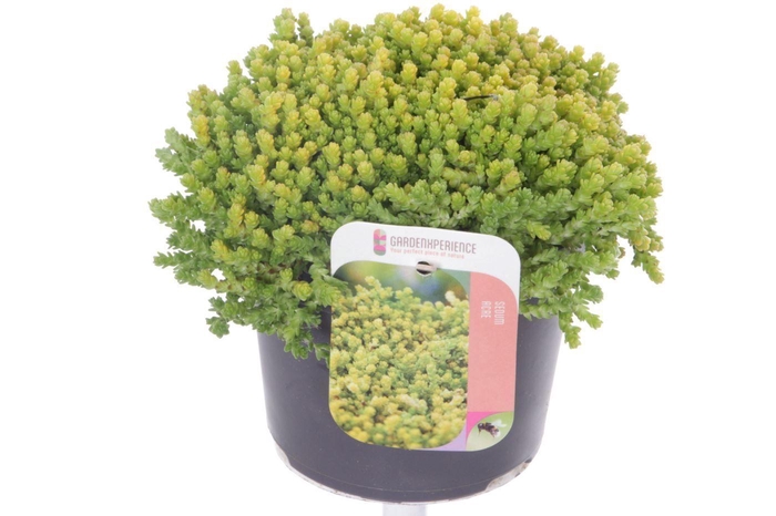 <h4>Sedum acre</h4>