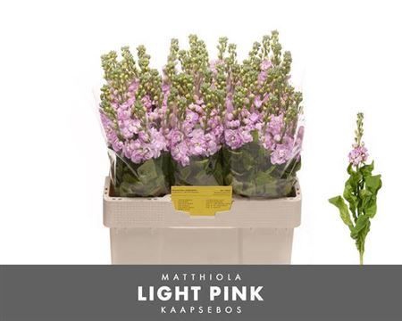 <h4>Matth Figaro L Rose</h4>
