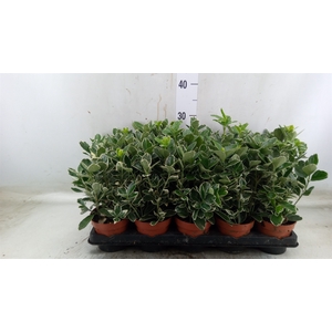 Euonymus fortunei 'Silver Queen'