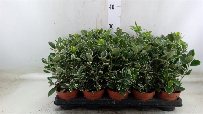 <h4>Euonymus fortunei 'Silver Queen'</h4>