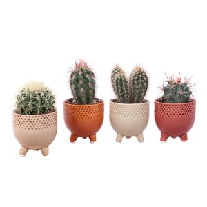 Cactus mix 8,5 cm in Qena sierpot