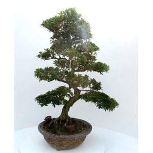 Rhododendron indicum, pot 34. Height 78 cm. (single item)